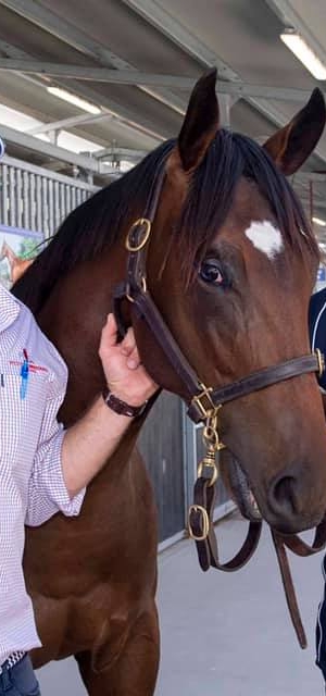 Darling View tops Day 1 at Magic Millions