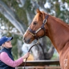 Breeders tap tremendous cross in WA