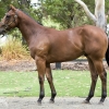 Perth Magic Millions Sale – Photos and Pedigrees