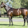 Royal Dream tops Perth Winter Sale