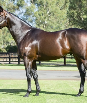 Royal Dream tops Perth Winter Sale