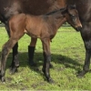 First foal by Lucky Street