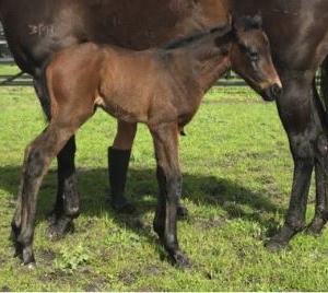 First foal by Lucky Street