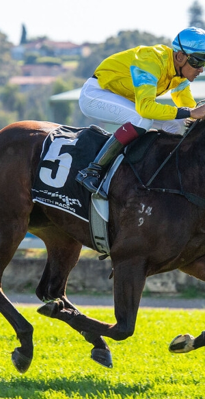 Promising Paddy’s Lad lands at Belmont