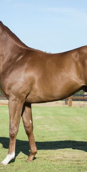 Portelli Patronizes Perth Magic Millions