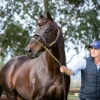 Playing God colt tops Perth Magic Millions