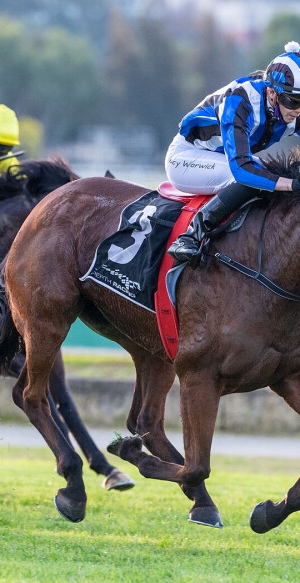 Playing the percentages at Belmont Park