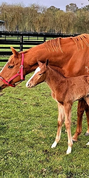 Impressive first foals by Splintex