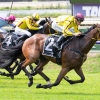 Four Ways towards WA Guineas