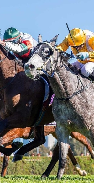 Maley’s Boy wins blanket finish at Belmont