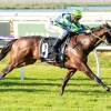 Bustler rated the best by Parnham