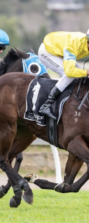 Paddy’s Lad wins bumping-duel at Belmont