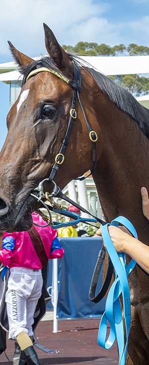 Blinkers flick switch for Queen Brown